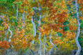 Dancing Aspens