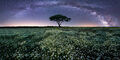 Lone Tree Milky Way