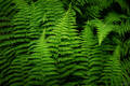 The Forest Floor