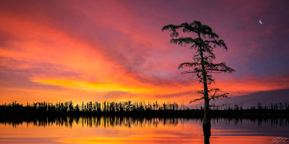 Bald Cypress Sunset Panorama
