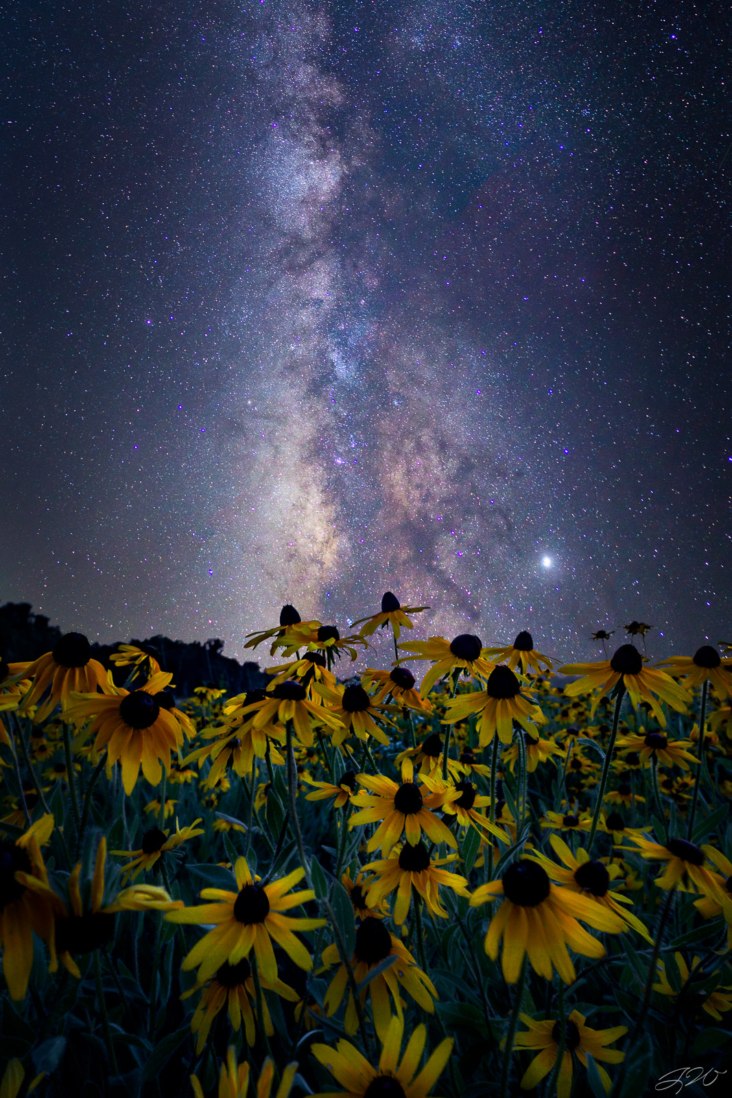 Fine Art Limited Edition of 100. Wild black eyed susans bloom beneath the Milky Way. This was my second attempt at capturing...
