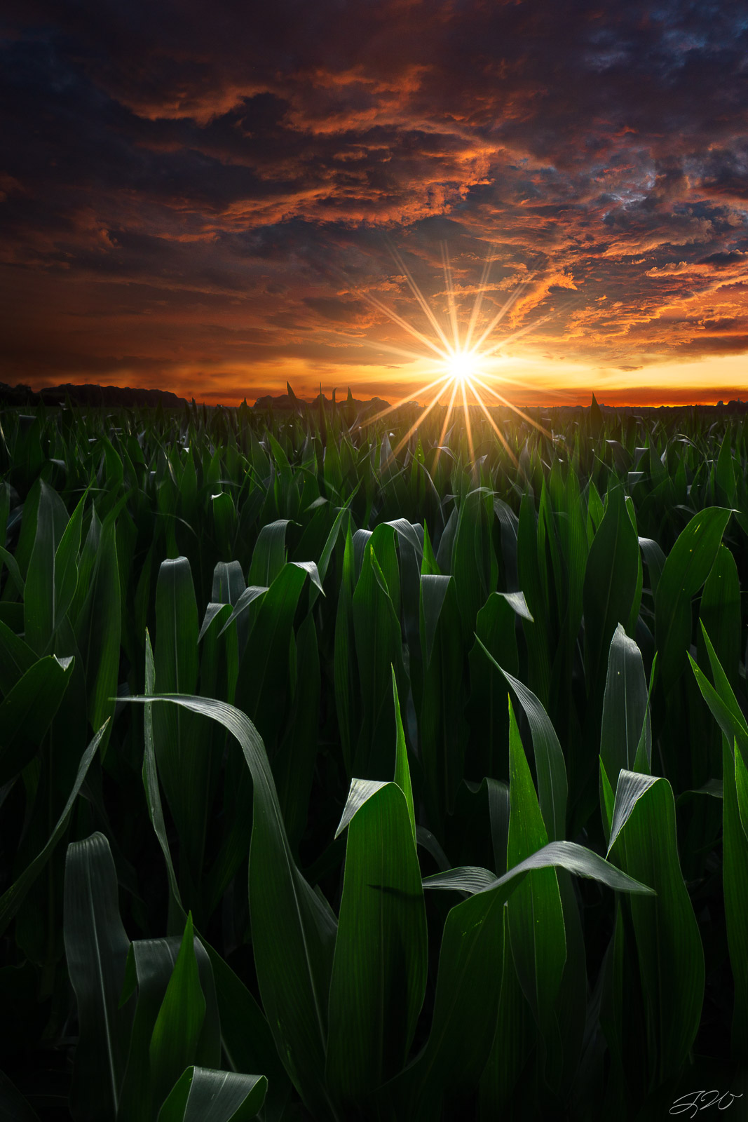 Fine Art Limited Edition of 100. I’ve always wanted to make a simple cornfield during sunset look incredible. This cornfield...