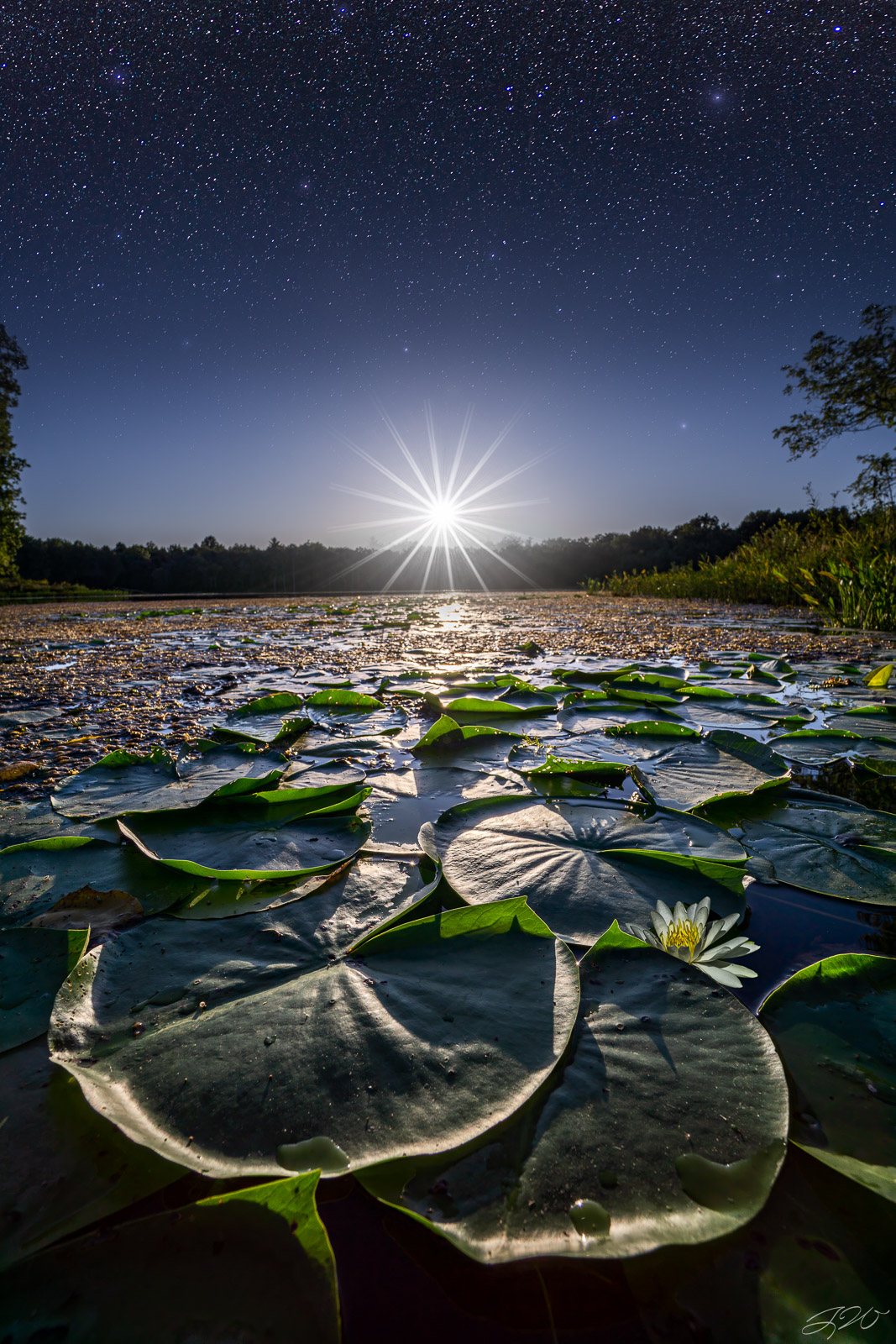 Moonlight Water Lily United States of America Jared er Photography